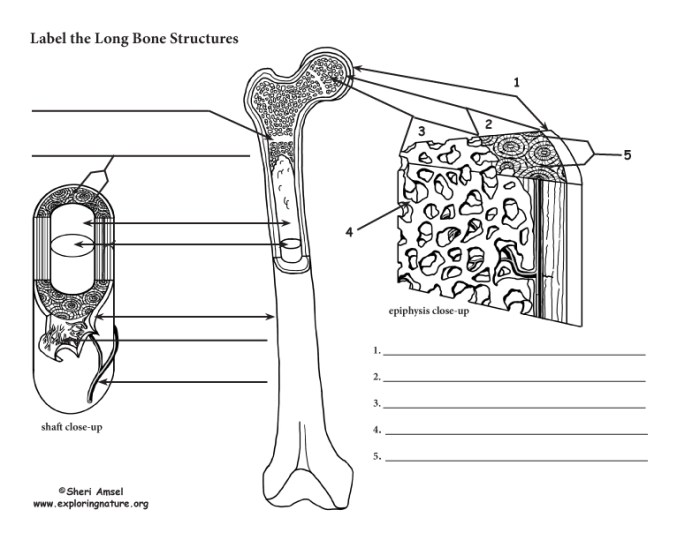 Anatomy of a long bone worksheet