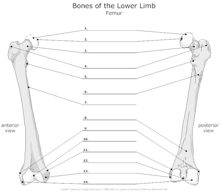 Anatomy of a long bone worksheet