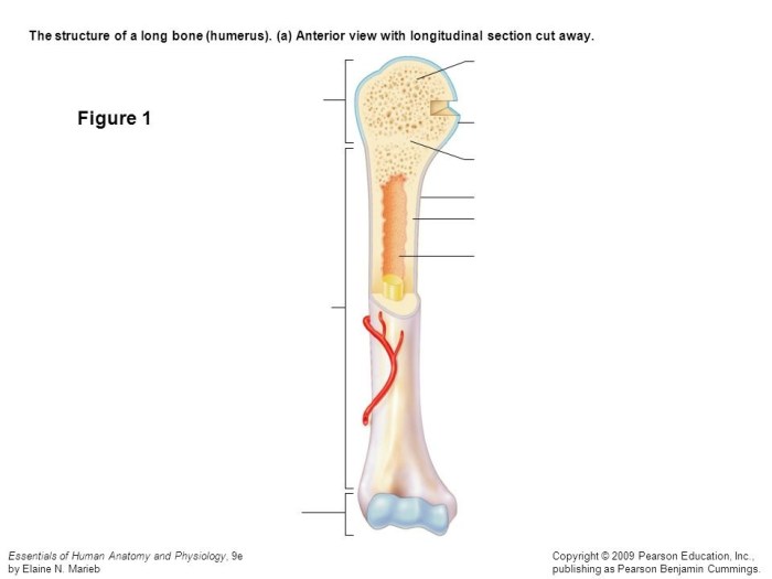 Anatomy of a long bone worksheet