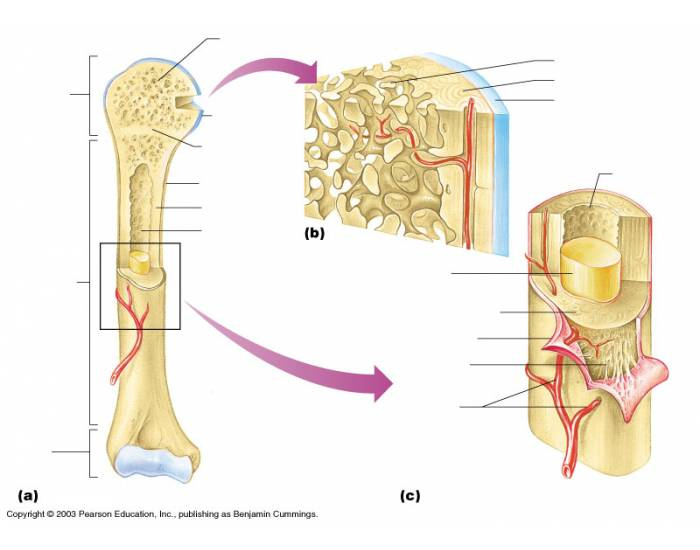 Anatomy of a long bone worksheet