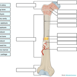 Anatomy of a long bone worksheet