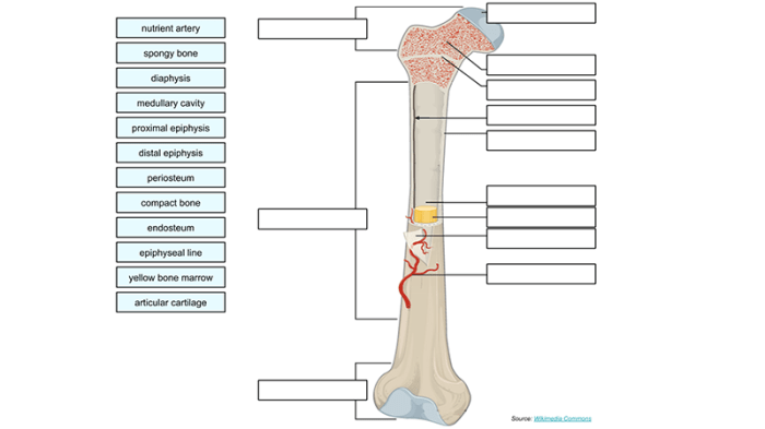 Anatomy of a long bone worksheet