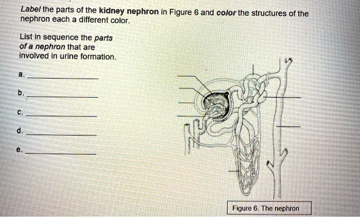 Nephron blood anatomy supply its nephrons figure medical human body memmler terminology health steps journal reprinted bj cohen permission dl