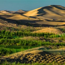 Mongolia inner desertification china guo farmer fen chen saplings xiao planted tian hui wife local tree water been his