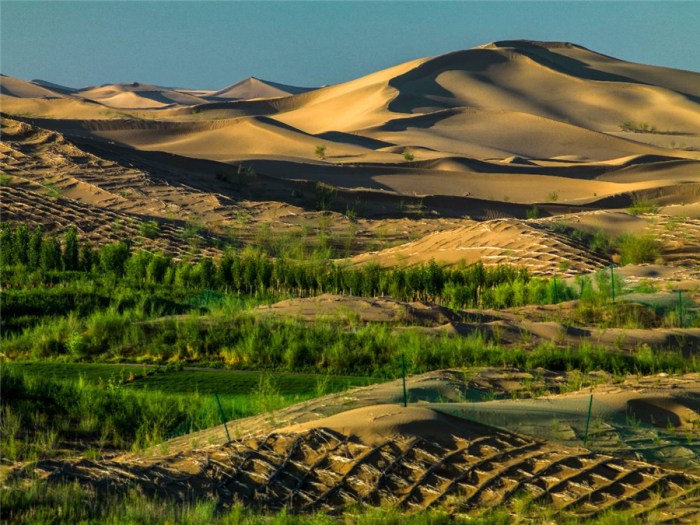 Mongolia inner desertification china guo farmer fen chen saplings xiao planted tian hui wife local tree water been his