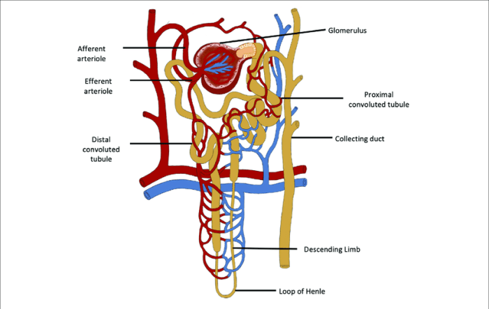 Label the structures of a nephron in the figure.