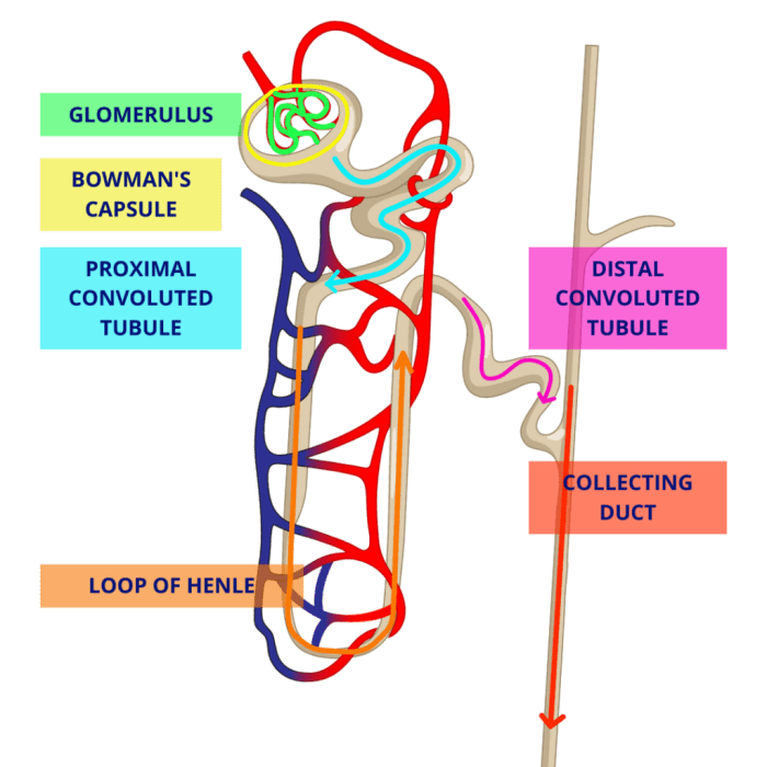 Label the structures of a nephron in the figure.