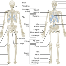 Chapter 5 the skeletal system worksheet answers