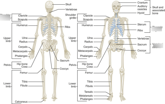 Chapter 5 the skeletal system worksheet answers