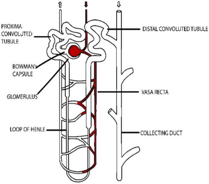 Label the structures of a nephron in the figure.